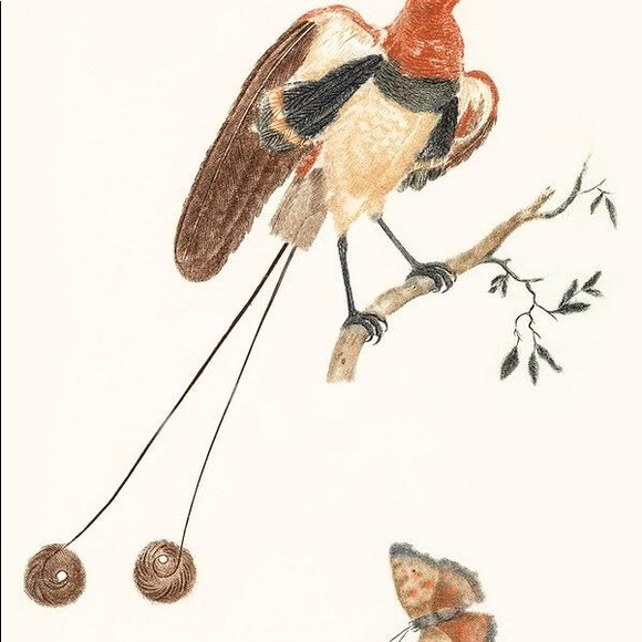 3 Framed Butterfly & Botanical Prints - Picture 4 of 4